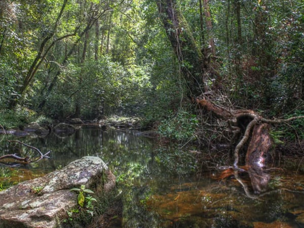 Sinharaja Forest Reserve Hike from Mirissa